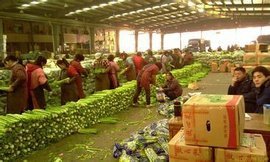 杭州農(nóng)副產(chǎn)品物流中心 華東農(nóng)副產(chǎn)品流通的樞紐與標桿